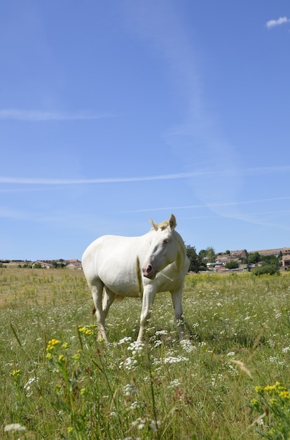 chevaux sur le terrain