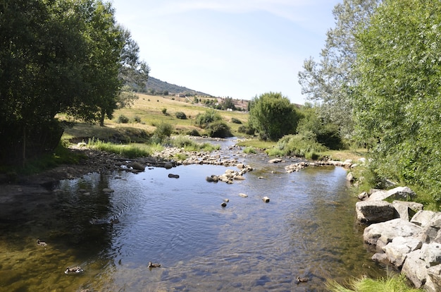 chevaux sur le terrain