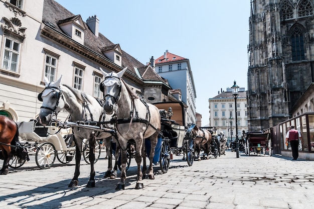 chevaux transport cathédrale Vienne