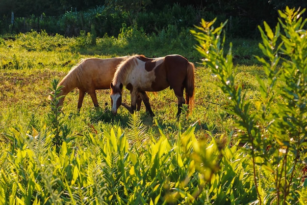 Chevaux et vaches broutant dans la forêt verte de la ferme à l'heure d'or du coucher du soleil Gros animaux mangeant dans le champ