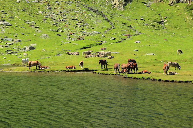 Chevaux et vaches en liberté dans l'Estany del Port. 2 034 mètres d'altitude.