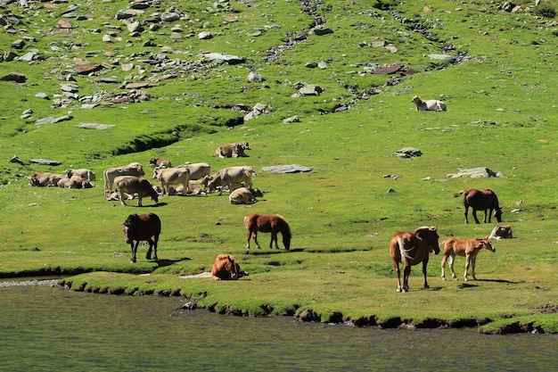 Chevaux et vaches en liberté dans l'Estany del Port, à 2 034 mètres d'altitude.