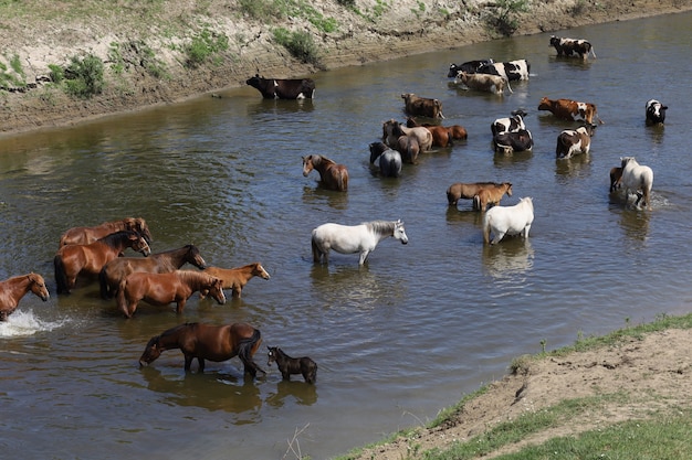 Les chevaux et les vaches se tiennent dans la rivière dans la chaleur de l'été