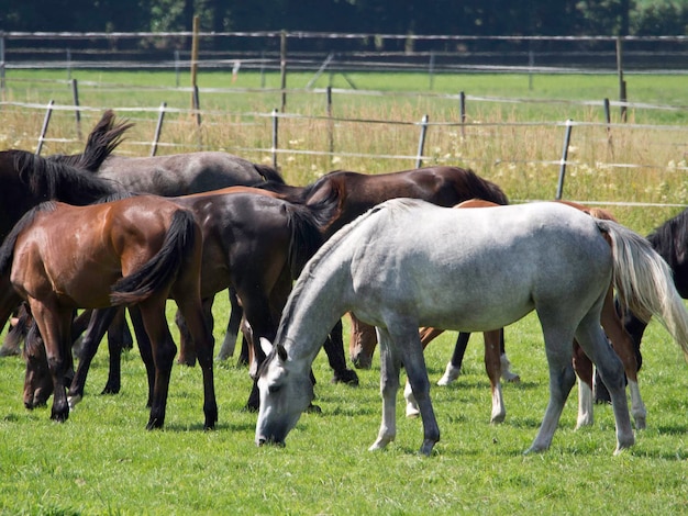 Les chevaux en Westphalie