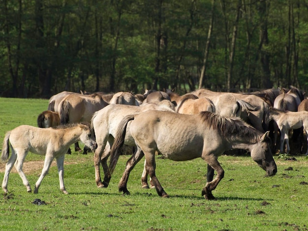 Photo chevaux widl en allemagne