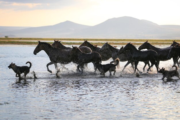 Chevaux Yilki qui courent dans l'eau Kayseri Turquie