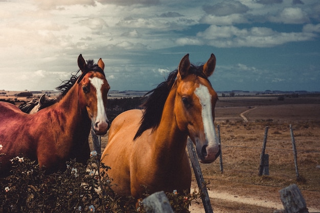 les chevaux