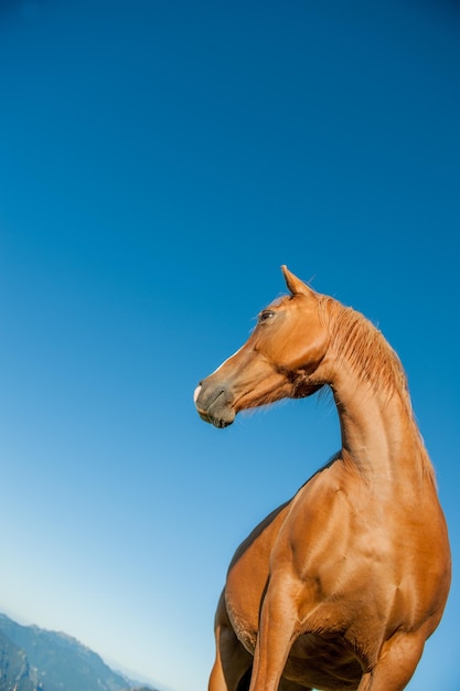 les chevaux