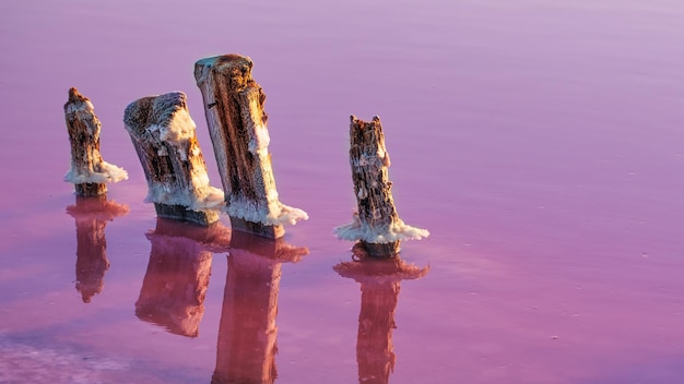 Chevilles en bois dans un lac salé rose