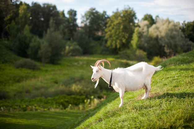 Chèvre adulte blanche debout sur une colline herbeuse verte à la campagne du village aux beaux jours