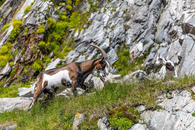 Chèvre des Alpes