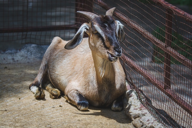 Chèvre assise détendue sur le sol au zoo de Khao Din en Thaïlande. Détente des animaux.