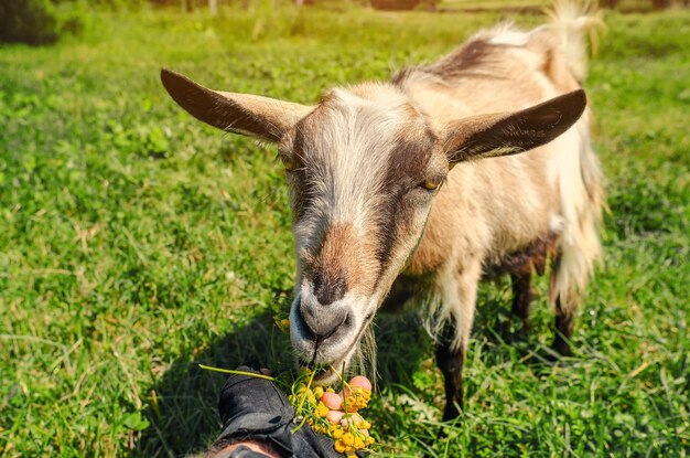 La chèvre au pâturage mange des fleurs jaunes de la main