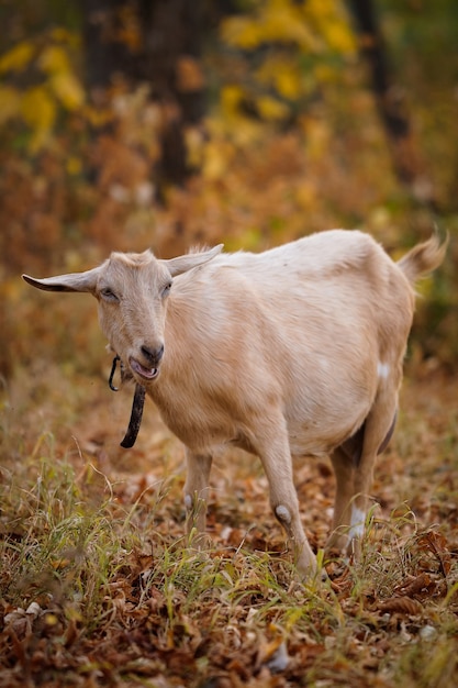 chèvre beige dans la forêt d'automne mâche des feuilles