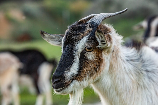 Chèvre belle et heureuse broutant dans la plaine verte.