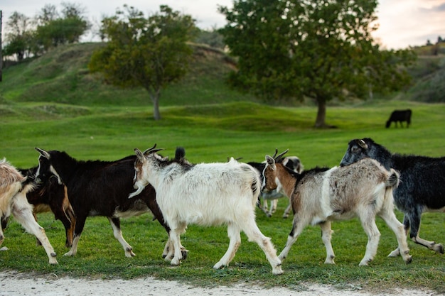 Chèvre belle et heureuse broutant dans la plaine verte.