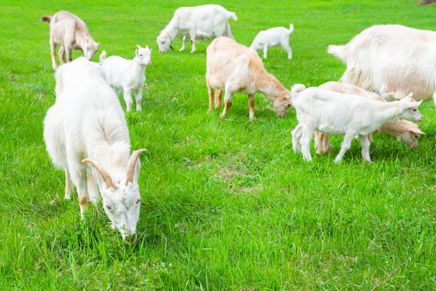 Chèvre blanche avec chevreau sur l'herbe verte