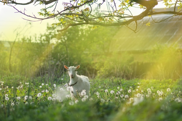 Chèvre blanche dans la cour. Chèvre dans un champ vert. Accueil chèvre dans une ferme en plein air