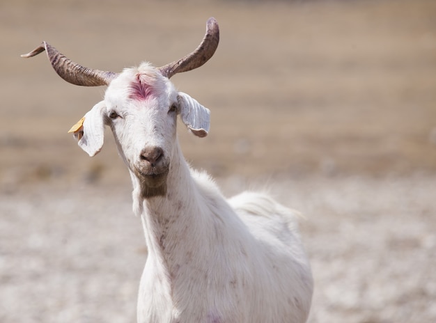 Chèvre blanche dans une ferme sous la lumière du soleil