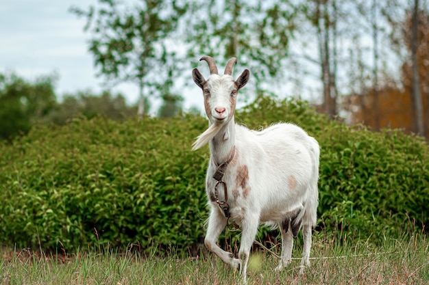 Chèvre blanche dans le pré, sur fond de végétation.