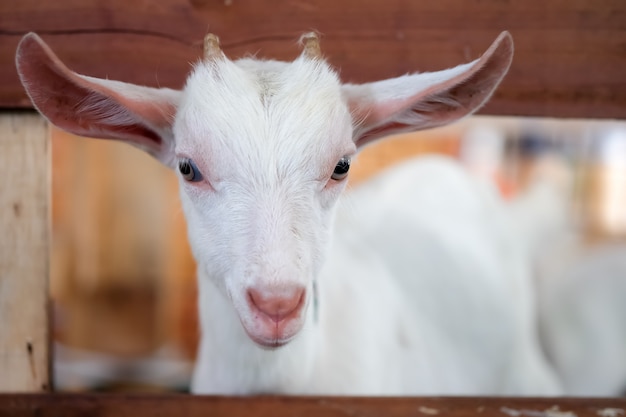 Chèvre blanche dans la stalle regarde à l&#39;extérieur.