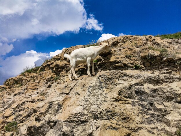 Chèvre blanche dans la vallée de Khunzakh sur les rochers Cascades de Khunzakh Daghestan 2021