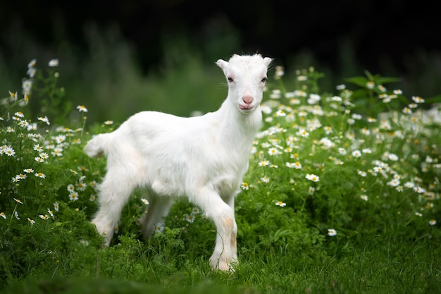 Chèvre blanche debout sur l'herbe verte avec des fleurs jaunes