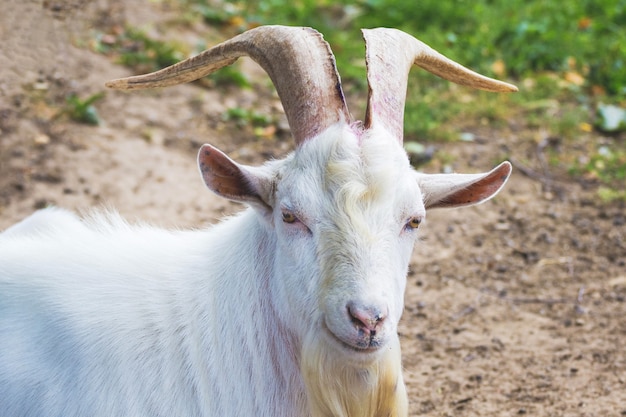 Chèvre blanche avec de grandes cornes dans la nature_