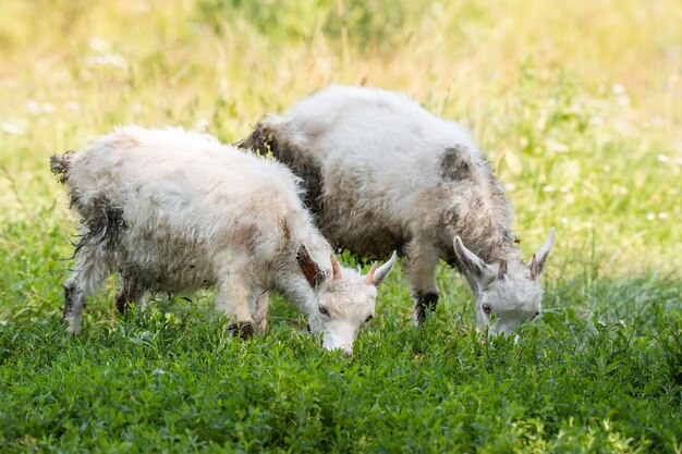 Chèvre blanche sur l'herbe verte en journée ensoleillée