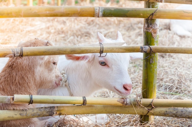 Chèvre blanche jouant avec une clôture en bambou