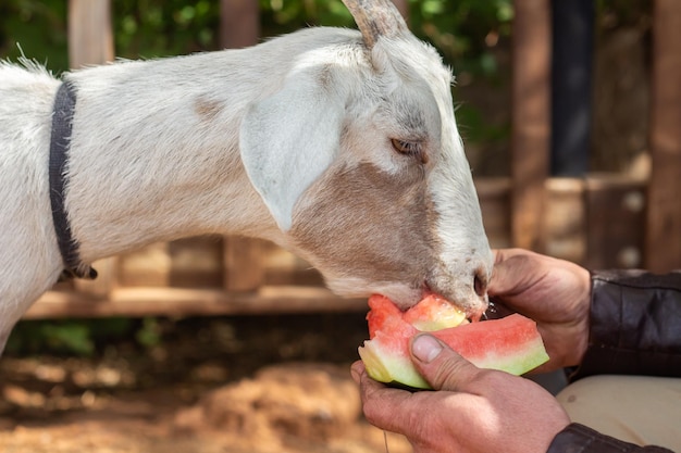 Une chèvre blanche mange une pastèque