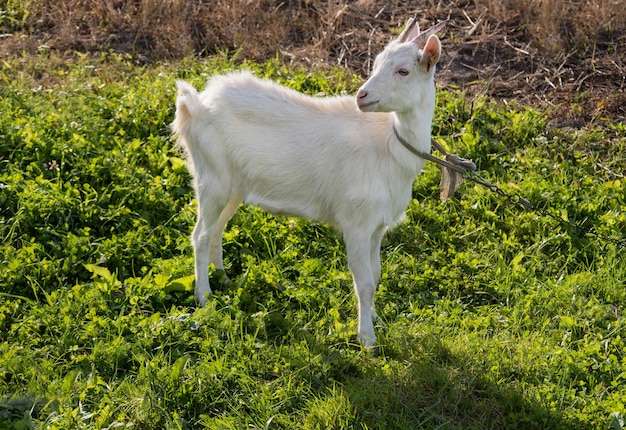 La chèvre blanche avec un museau drôle est broutée sur un pré