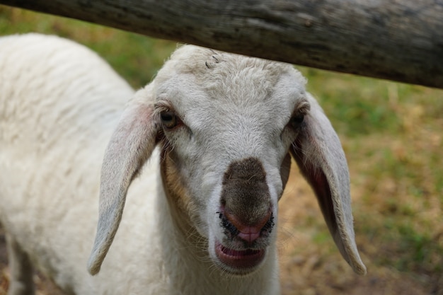 chèvre blanche naturelle sauvage dans la ferme