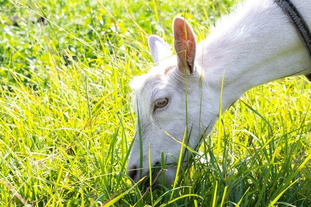 Une chèvre blanche paît dans un champ par une journée ensoleillée