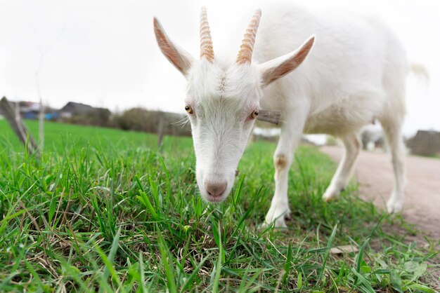 Une chèvre blanche paît dans un pré Le concept de l'agriculture