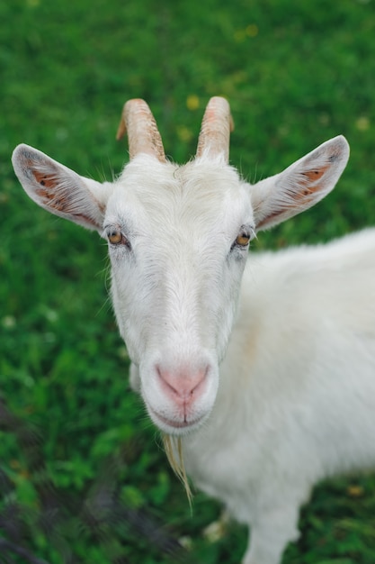 Chèvre blanche sur pelouse