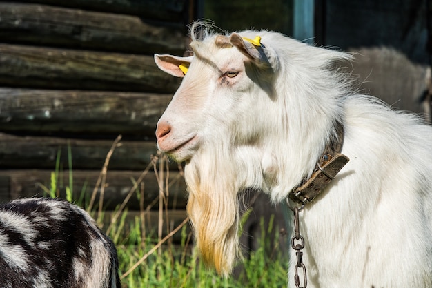 Chèvre blanche avec un portrait de longue barbe à la ferme en plein air.