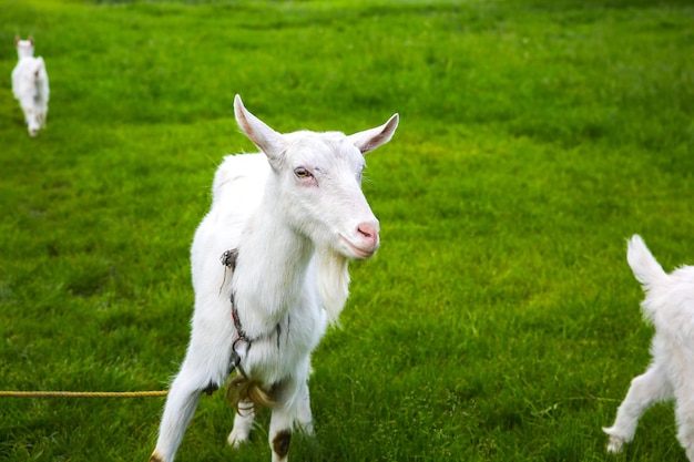 Chèvre blanche avec ses bébés sur l'herbe. Animaux domestiques dans la nature.