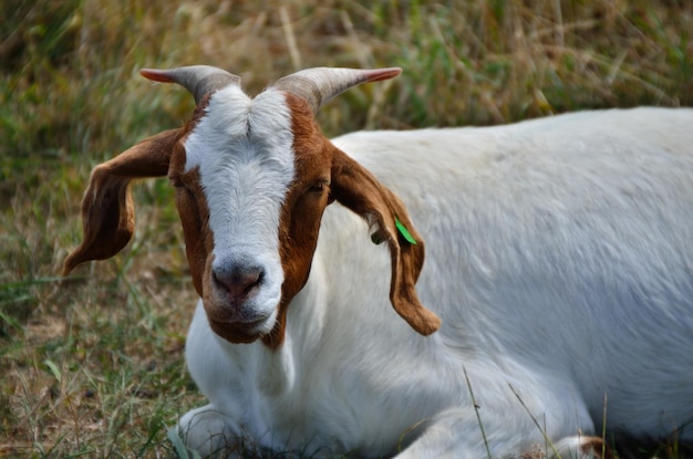 Chèvre blanche