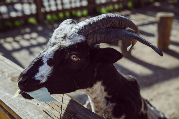 Chèvre bouchent l'agriculture de la vie du zoo