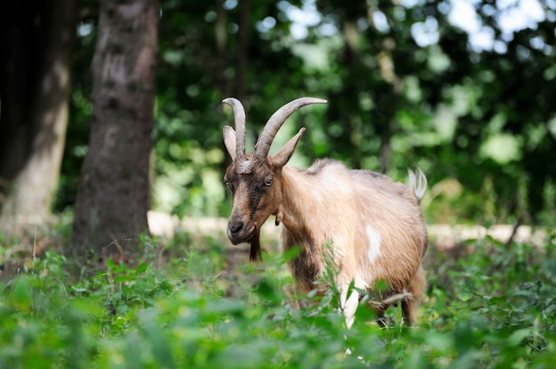 Chèvre bouchent portrait sur fond de nature