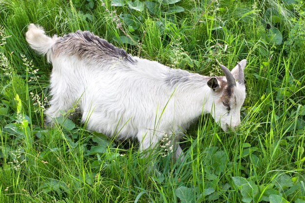 Chèvre broutant sur l'herbe verte