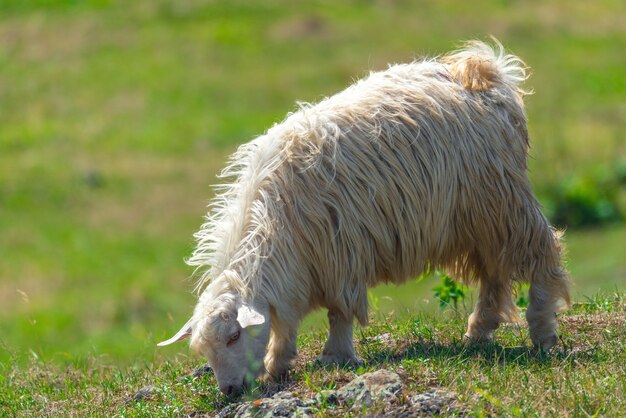 La chèvre broute sur un pré vert