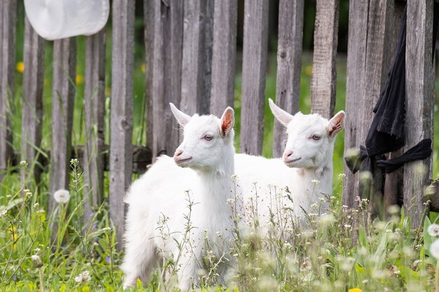 une chèvre broute sur un pré vert