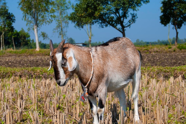 Chèvre brune blanche dans le domaine