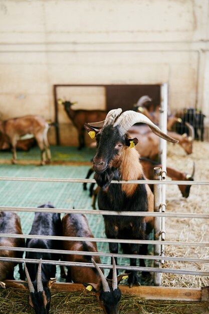 La chèvre brune avec de grandes cornes regarde l'alimentation des chèvres