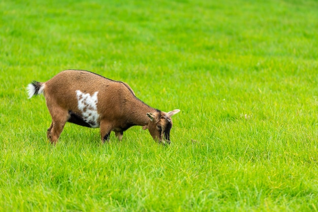 Une chèvre brune mangeant de l'herbe verte à la ferme