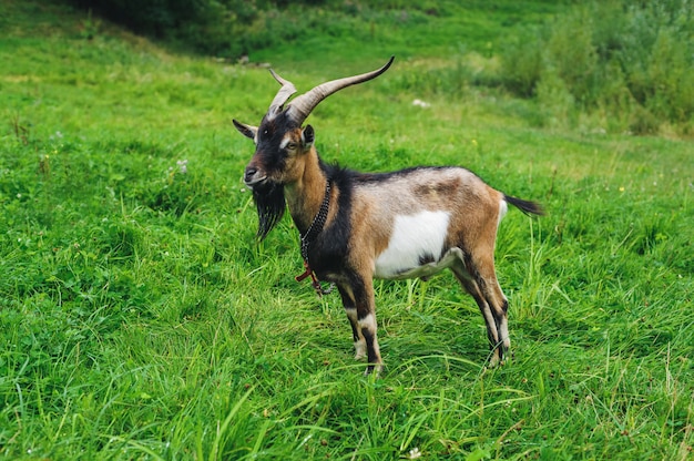 Chèvre brune sur pelouse