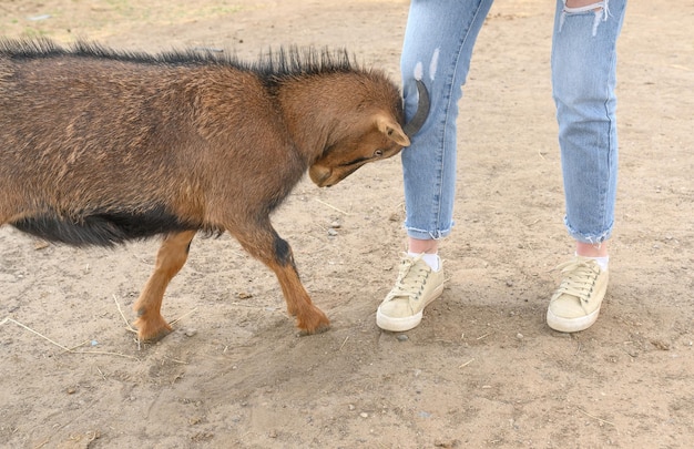La chèvre bute les jambes d'une fille en jean bleu L'été à la ferme