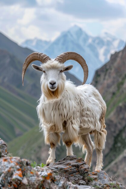 Photo une chèvre de cachemire